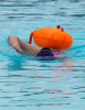 Swim Secure Dry Bag